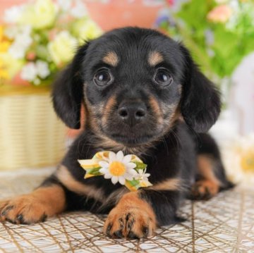 チワックス(チワワ×ダックスフンド)【千葉県・男の子・2025年7月13日・ブラック&タン】の写真「10/11🐶6組限定🌟お世話体験会開催！」