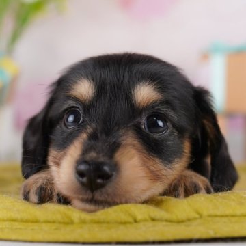 ミニチュアダックスフンド(ロング)【千葉県・女の子・2025年6月27日・ブラック&イエロー】の写真「🐶6組様限定！10/11子犬のお世話体験会開催✨」