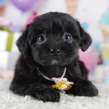 チワプー(チワワ×トイプードル)【千葉県・女の子・2025年9月2日・ブラック】の写真「10/19(日)🐶子犬のお世話体験会開催!!」