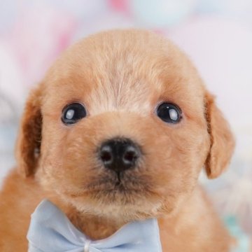 トイプードル(トイ)【千葉県・男の子・2025年3月23日・アプリコット】の写真「プードル掲載数🐶千葉県No.1✨」