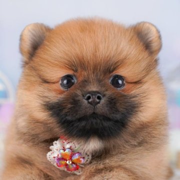 ポメラニアン【千葉県・女の子・2025年8月1日・オレンジセーブル】の写真「🐶6組様限定！10/11子犬のお世話体験会開催✨」