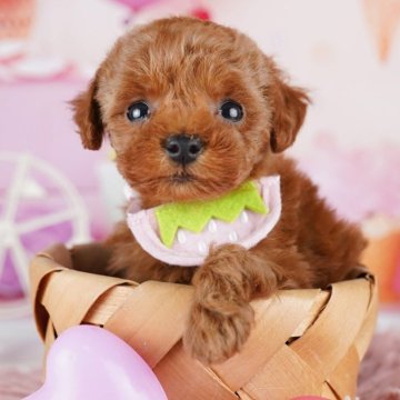 トイプードル(トイ)【千葉県・女の子・2026年2月9日・レッド】の写真「完全個室でゆっくりご見学いただけます🐶🍀」