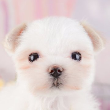 マルチーズ【千葉県・女の子・2025年2月14日・ホワイト】の写真「GWも毎日営業🐶🌸」