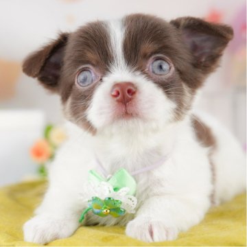 チワワ(ロング)【千葉県・女の子・2025年4月3日・チョコレート&ホワイト】の写真「🐶総額表示！当日見学申し込みOK 🌈」