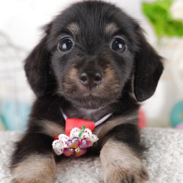 ミニチュアダックスフンド(ロング)【千葉県・男の子・2025年6月17日・ブラック&タン】の写真「10/19(日)🐶子犬のお世話体験会開催!!」
