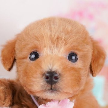トイプードル(トイ)【千葉県・男の子・2025年1月30日・レッド】の写真「GWも毎日営業🐶🌸」