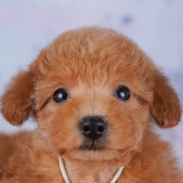 トイプードル(トイ)【千葉県・女の子・2025年8月19日・レッド】の写真「全頭健康診断チェック済み！安心してお迎えできます✨」