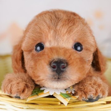 トイプードル(トイ)【千葉県・女の子・2025年4月28日・レッド】の写真「当日見学申し込みOK🐶🌈」