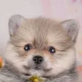 ポメラニアン
