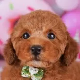 トイプードル(トイ)