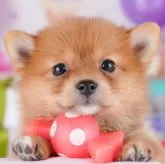 ポメ柴(ポメラニアン×柴犬)【千葉県・女の子・2025年9月24日・オレンジ】の写真1「当日での見学お申込みも承っております🐶✨気になったらその日に見学可能です！」