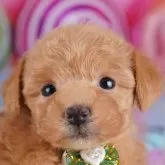 トイプードル(トイ)