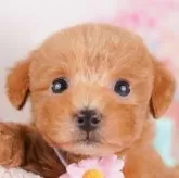 トイプードル(トイ)