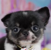 チワワ(ロング)