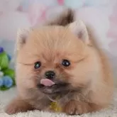 ポメラニアン