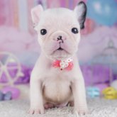 フレンチブルドッグ