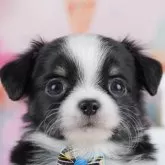 チワワ(ロング)【千葉県・男の子・2025年10月27日・ブラックタン&ホワイト】の写真1「当日での見学お申込みも承っております🐶✨気になったらその日に見学可能です！」