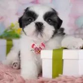 シーズー