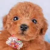 トイプードル(トイ)