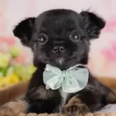 チワワ(ロング)