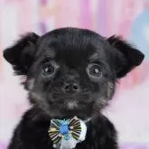 チワワ(ロング)