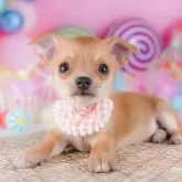 チワワ(スムース)