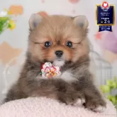 ポメラニアン