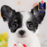 チワワ(ロング)