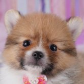ポメラニアン