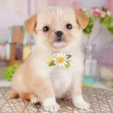 チワワ(ロング)