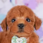 トイプードル(トイ)