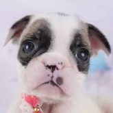 フレンチブルドッグ