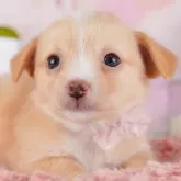 チワワ(ロング)