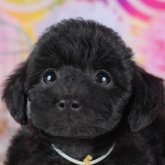 トイプードル(トイ)