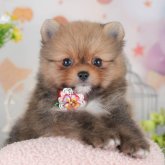 ポメラニアン