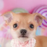 チワワ(スムース)【千葉県・男の子・2025年7月24日・フォーン】の写真1「当日での見学お申込みも承っております🐶✨気になったらその日に見学可能です！」
