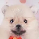 ポメラニアン
