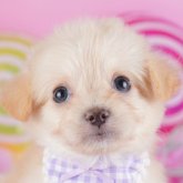 チワプー(チワワ×トイプードル)