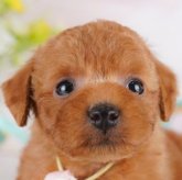 トイプードル(トイ)