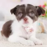 チワワ(ロング)