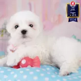 マルチーズ