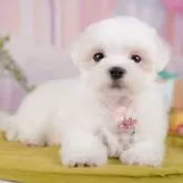 マルチーズ
