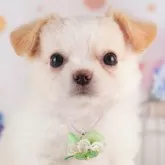 チワワ(ロング)