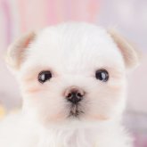 マルチーズ