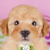 トイプードル(トイ)