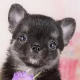 チワワ(ロング)