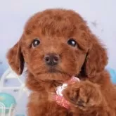 トイプードル(トイ)