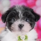 ポメマル(マルチーズ×ポメラニアン)【千葉県・男の子・2025年10月5日・ブラックホワイト】の写真1「当日での見学お申込みも承っております🐶✨気になったらその日に見学可能です！」