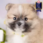 ポメラニアン