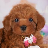 トイプードル(トイ)